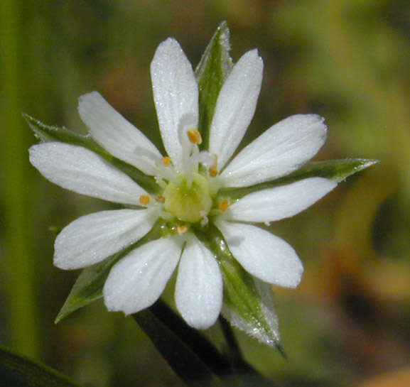 Image of common starwort