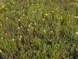 Image of Lesser Spearwort