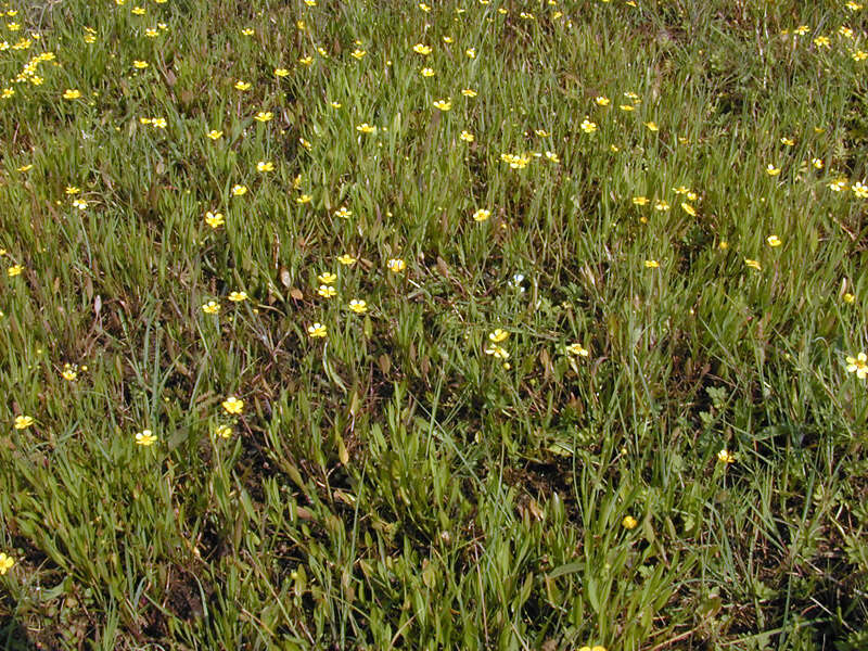 Image of Lesser Spearwort