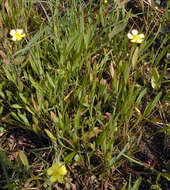 Image of Lesser Spearwort