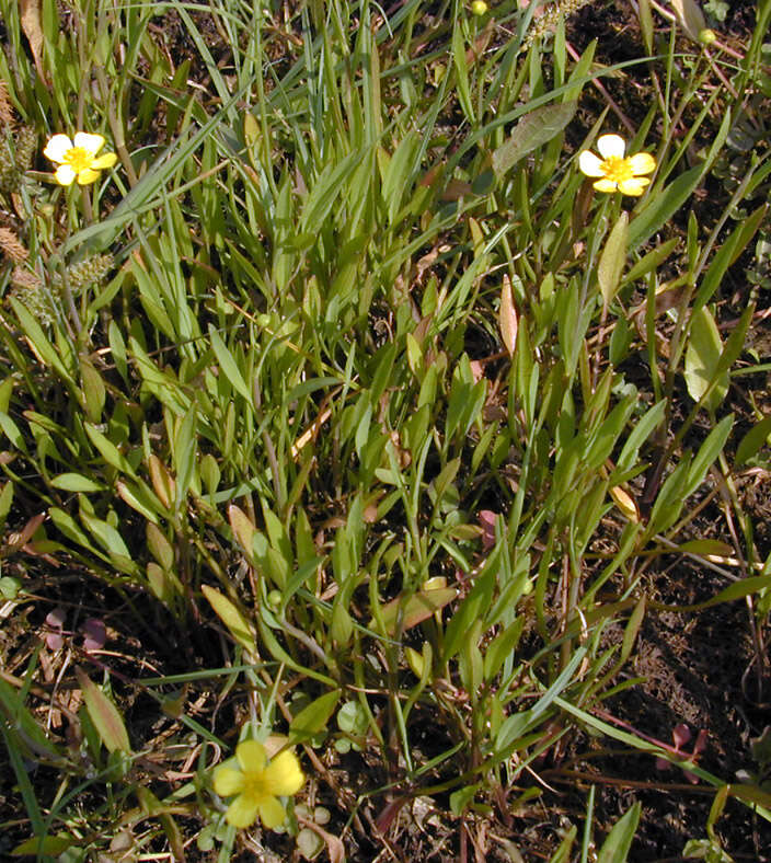 Image of Lesser Spearwort