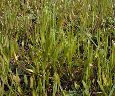 Image of Lesser Spearwort