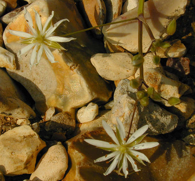 Image of common starwort