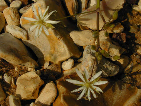 Image of common starwort