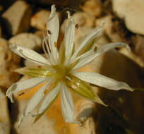 Image of common starwort