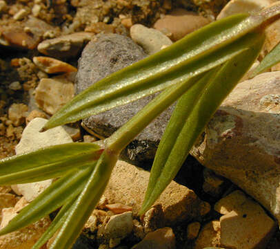 Image of common starwort