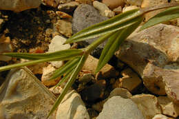 Image of common starwort