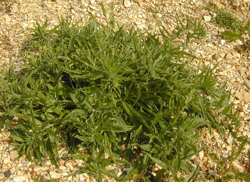 Image of blueweed