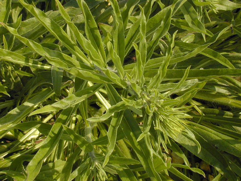 Image of blueweed