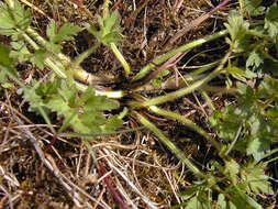 Image of creeping buttercup