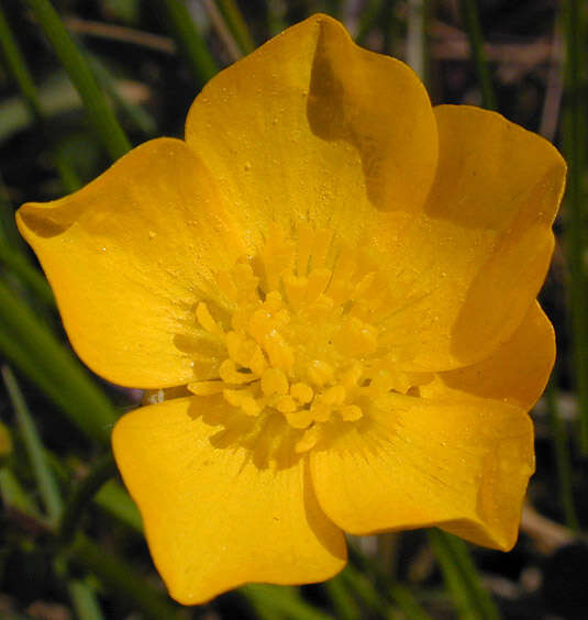 Image of creeping buttercup