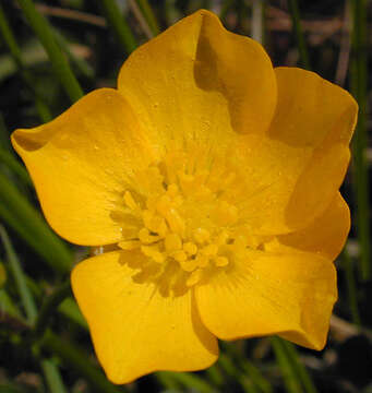 Image of creeping buttercup