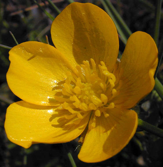 Image of creeping buttercup