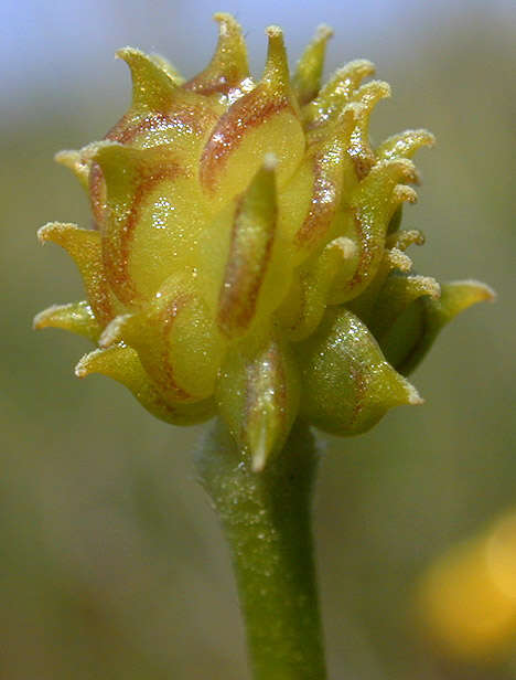 Image of creeping buttercup