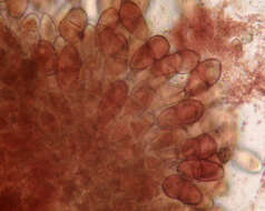 Image of Puccinia malvacearum Bertero ex Mont. 1852