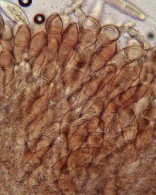 Image of Puccinia malvacearum Bertero ex Mont. 1852