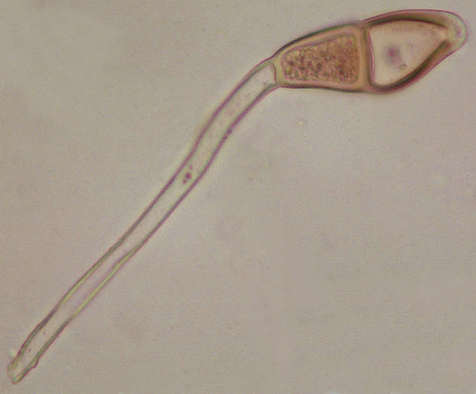 Image of Puccinia malvacearum Bertero ex Mont. 1852