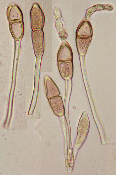 Imagem de Puccinia malvacearum Bertero ex Mont. 1852