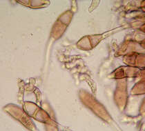 Imagem de Puccinia malvacearum Bertero ex Mont. 1852