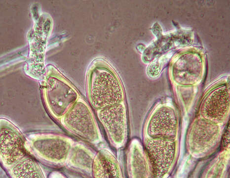 Imagem de Puccinia malvacearum Bertero ex Mont. 1852