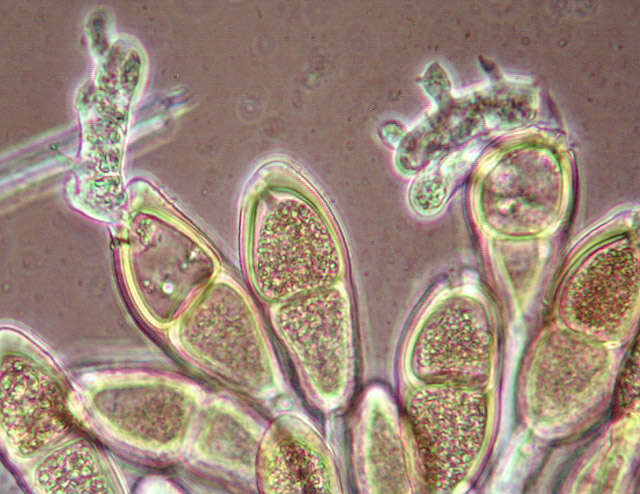 Image of Puccinia malvacearum Bertero ex Mont. 1852