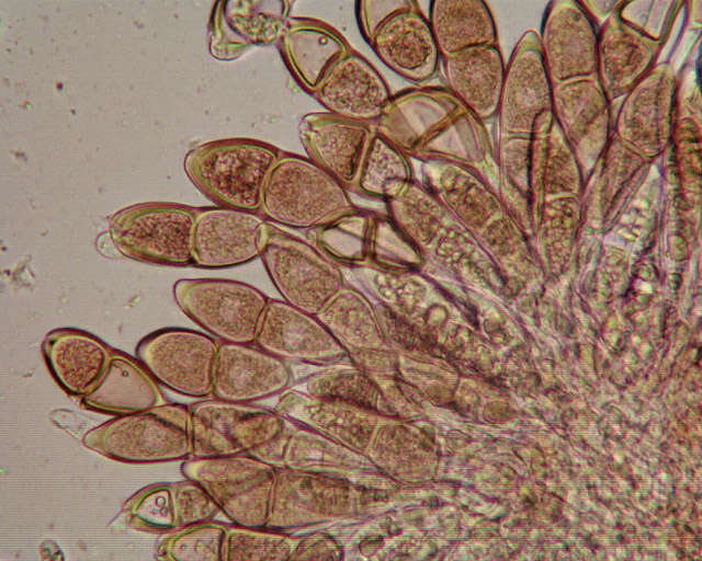 Image of Puccinia malvacearum Bertero ex Mont. 1852