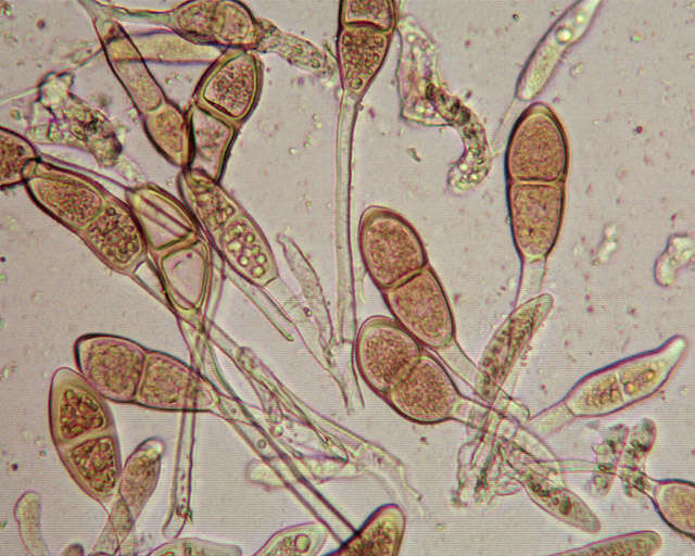 Imagem de Puccinia malvacearum Bertero ex Mont. 1852