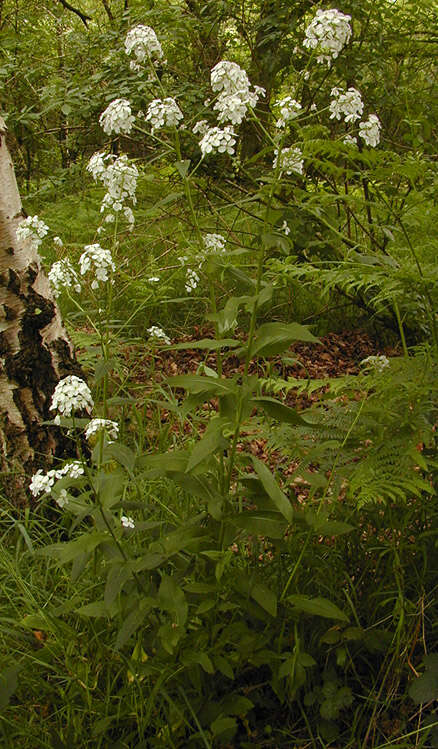 Imagem de Hesperis matronalis L.