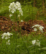 Imagem de Hesperis matronalis L.