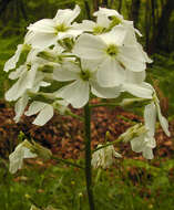 Imagem de Hesperis matronalis L.