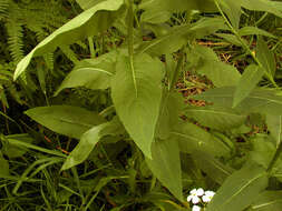 Imagem de Hesperis matronalis L.