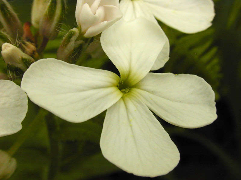 Imagem de Hesperis matronalis L.