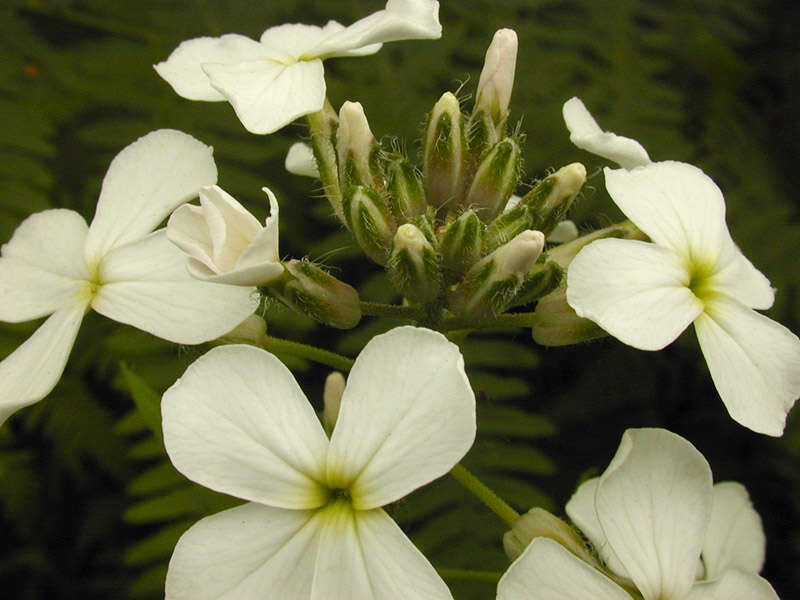 Imagem de Hesperis matronalis L.