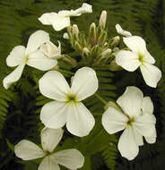 Imagem de Hesperis matronalis L.