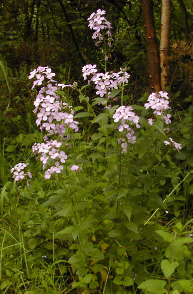 Imagem de Hesperis matronalis L.