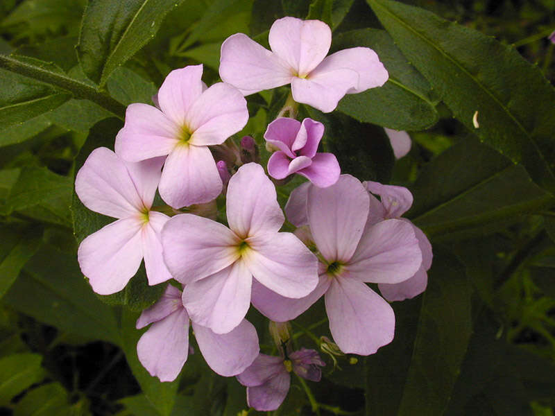 Imagem de Hesperis matronalis L.