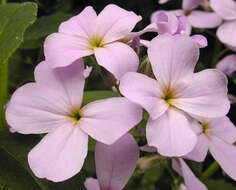 Imagem de Hesperis matronalis L.