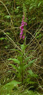 Image of Foxglove