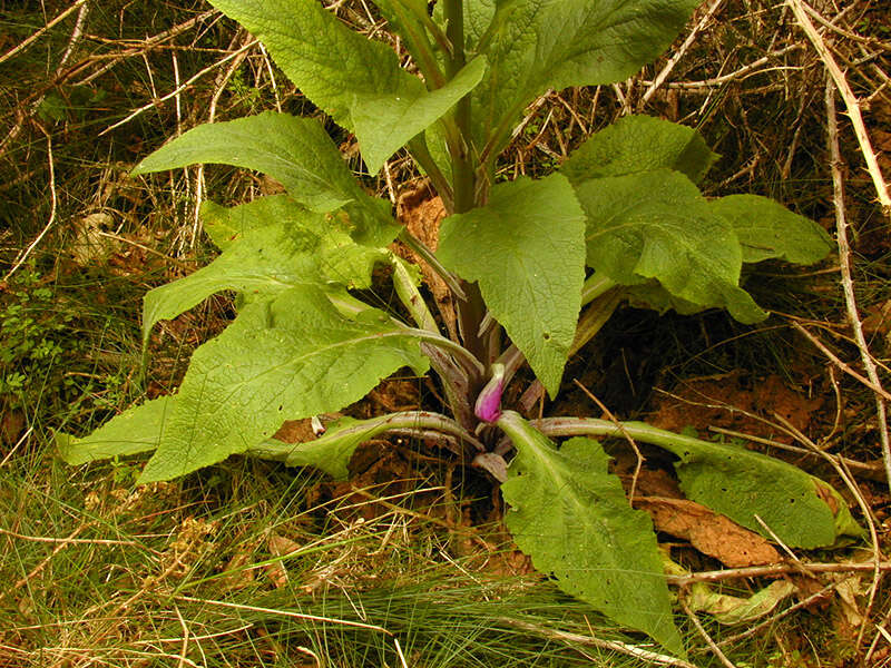 Imagem de Digitalis purpurea L.