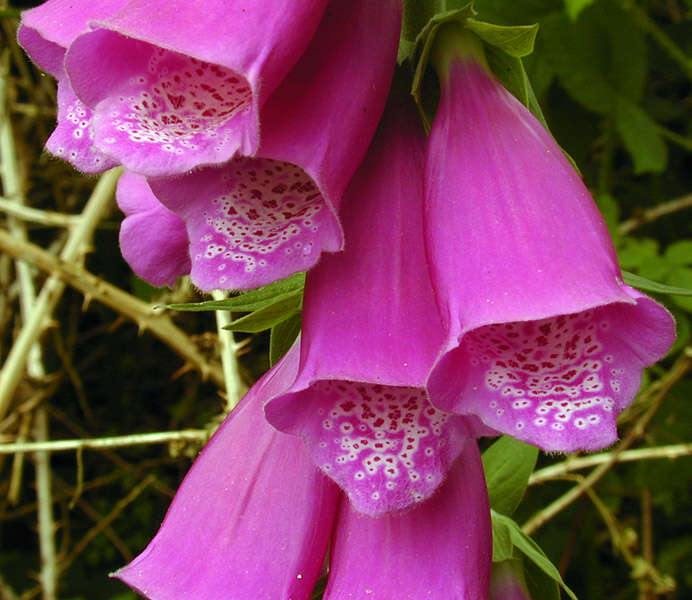 Imagem de Digitalis purpurea L.