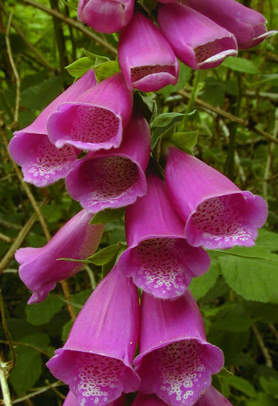 Imagem de Digitalis purpurea L.