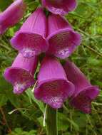 Image of Foxglove