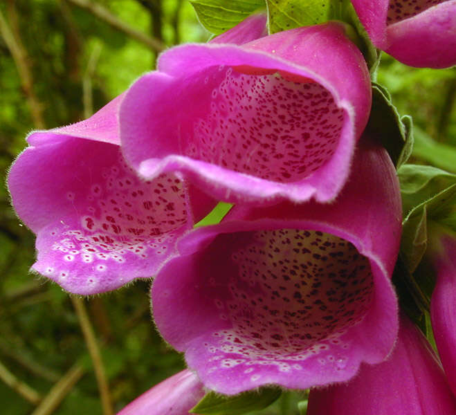 Image of Foxglove