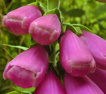 Imagem de Digitalis purpurea L.