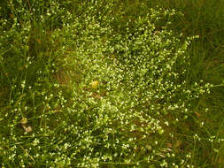 Image of heath bedstraw