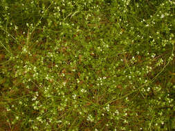 Image of heath bedstraw