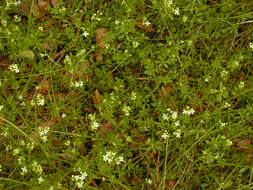 Image of heath bedstraw