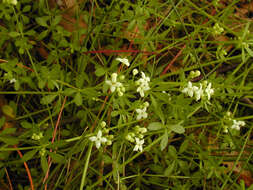 Plancia ëd Galium saxatile L.