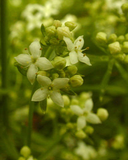 Plancia ëd Galium saxatile L.