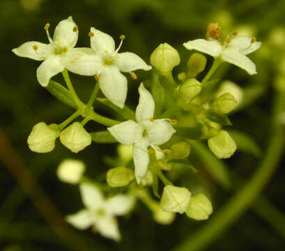 Plancia ëd Galium saxatile L.